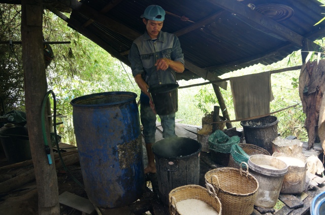 Fermenting the rice with yeast 
